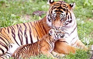 Corbett - Nainital Tour