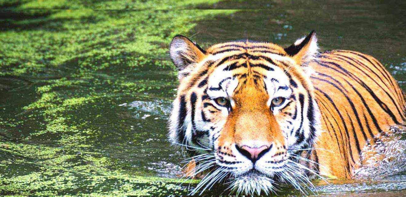 Nainital - Corbett  Tour